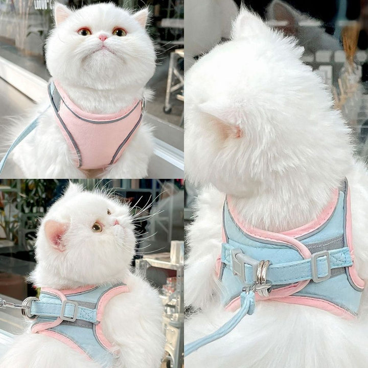 Macska jelmez - Oscar