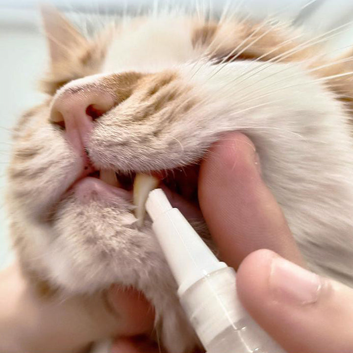 Háziállat Fogkefe Toll - PetSmile