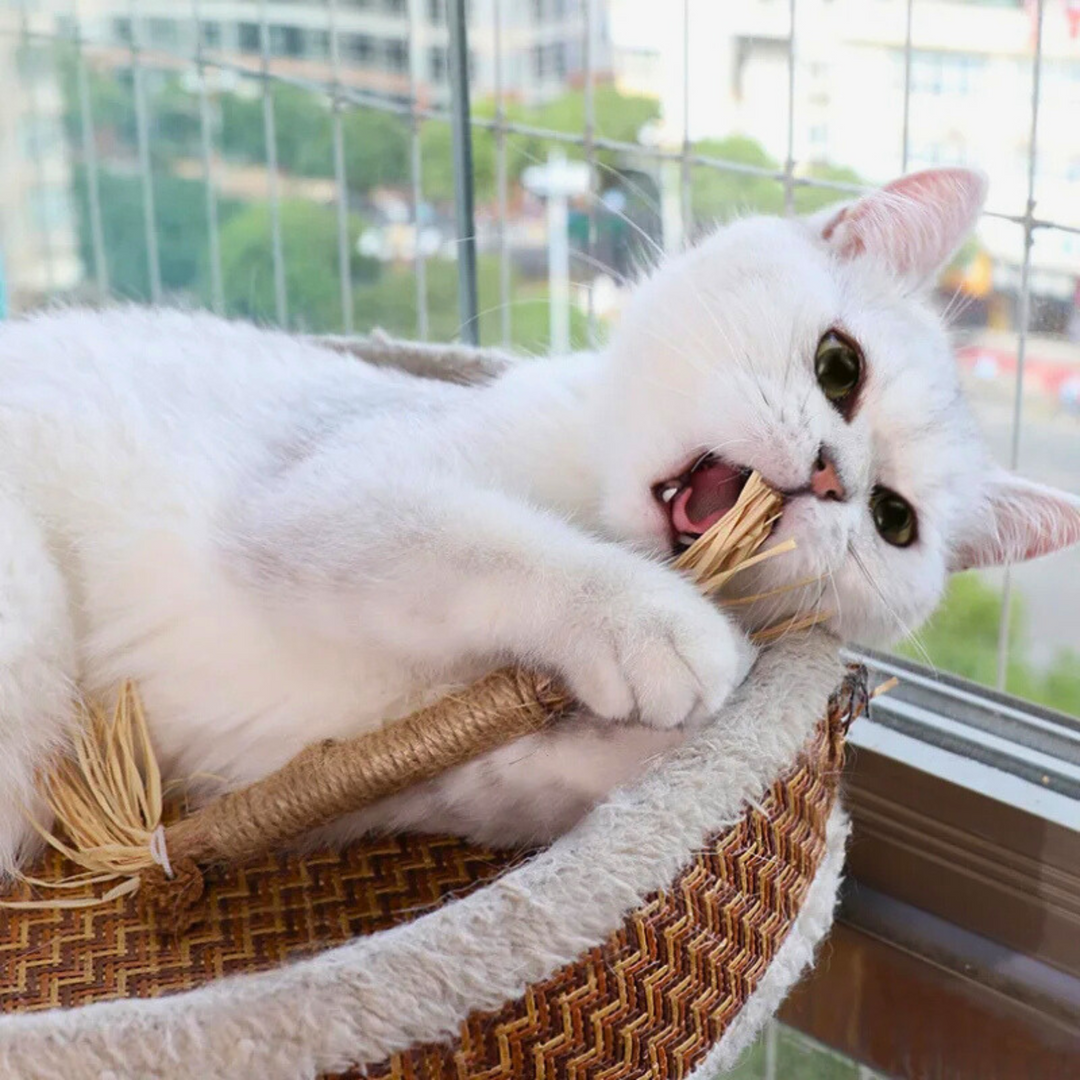 Interaktív Rágcsálók macskáknak - ChewPlay