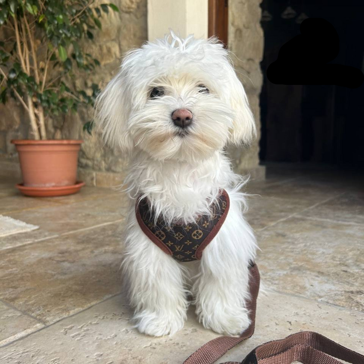 Kutyakötél és Póráz – PawLuxe