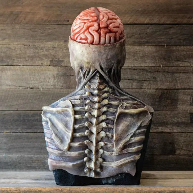 Anatomisches Modell Wirbelsäule und Gehirn, realistisch, medizinisches Lehrmittel, Holzoptik