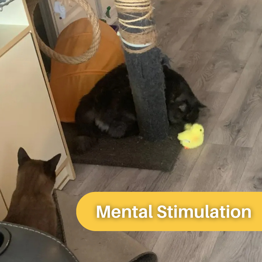 Flappoló Kacsa Játék Macskáknak - DuckDash™ (1+1 INGYEN)