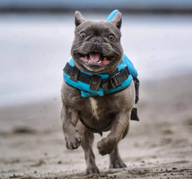 Kutyamentő Mellény - AquaPup