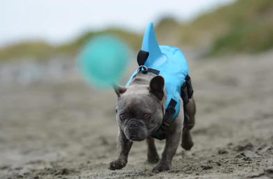 Kutyamentő Mellény - AquaPup