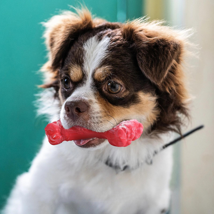 A Játékos Fogorvos Kutyák Számára - BuddyChew