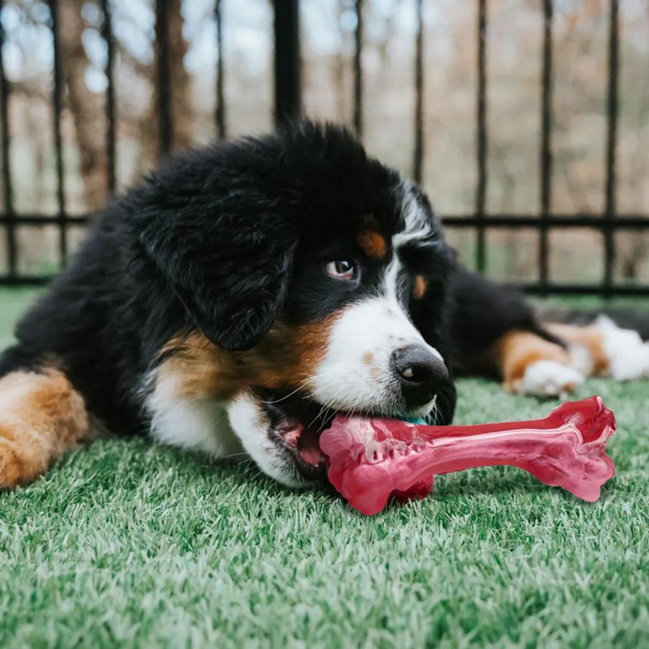 A Játékos Fogorvos Kutyák Számára - BuddyChew