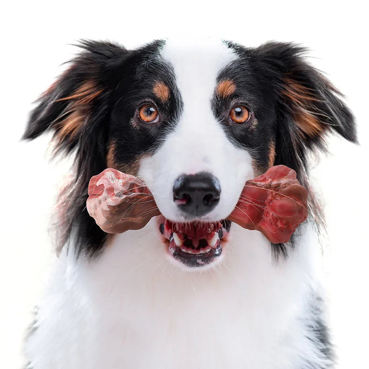 A Játékos Fogorvos Kutyák Számára - BuddyChew