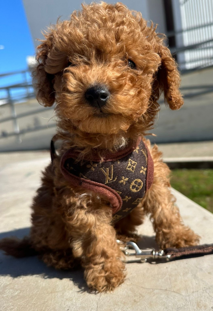 Kutyakötél és Póráz – PawLuxe