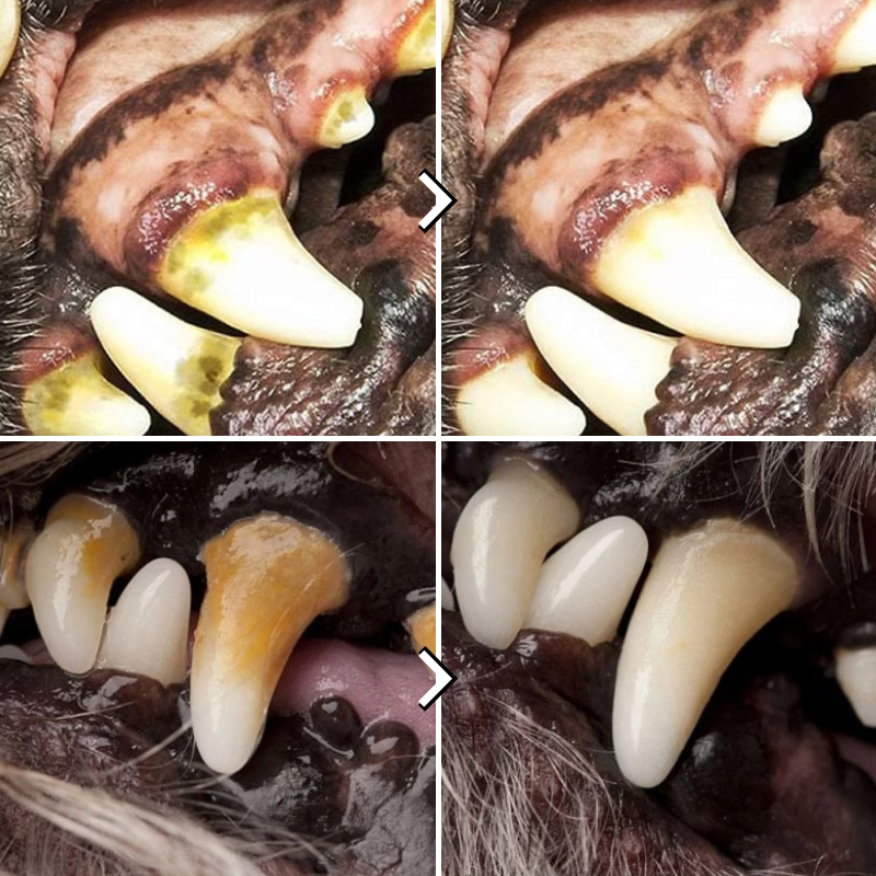 Masszív kutyaterelő kötél - PlayPaw