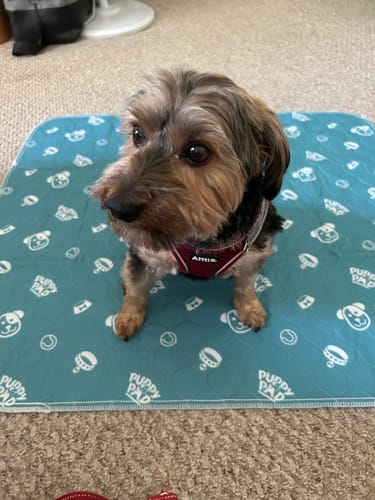 Vízálló házikedvenc szőnyeg - PetPaws Comfortmat