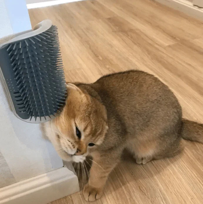 Macska Sarokkefe Az Öngondoskodáshoz - PurrGroom