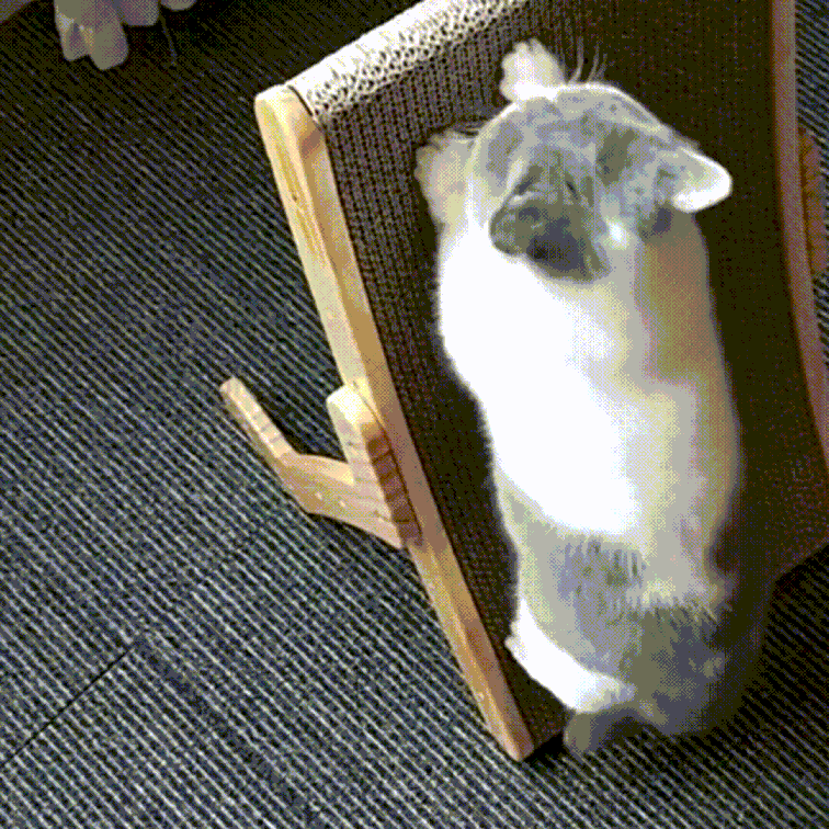 Dé 3-in-1 Macska Kaparófa és Fekvőszék - ClawLounge™